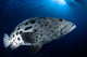 Potato Grouper Australia Wall Decal Design 2