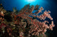 Soft Coral Reef Seascape Wall Decal Design 1