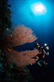 Diver Sea Fans Indonesia Wall Decal
