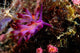 Nudibranch Fiji Wall Decal