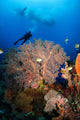 Diver Swims over Sea Wall Decal