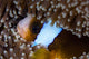 Anemonefish Anemone Australia Wall Decal