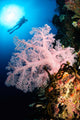 Diver over Soft Coral Wall Decal Design 2