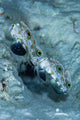 Pair Twinspot Gobys Australia Wall Decal