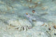 Goby with Hermit Crab Wall Decal