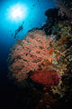 Diver over Soft Coral Wall Decal Design 1
