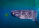 Whale Shark Feeding Fish Wall Decal