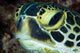 Hawksbill Sea Turtle Portrait Wall Decal