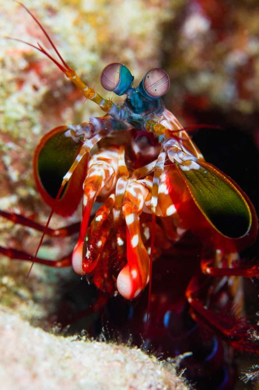 Mantis Shrimp Australia Wall Decal