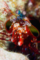 Mantis Shrimp Australia Wall Decal