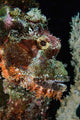 Bearded Scorpionfish Indonesia Wall Decal