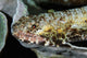 Lizardfish Indonesia Wall Decal