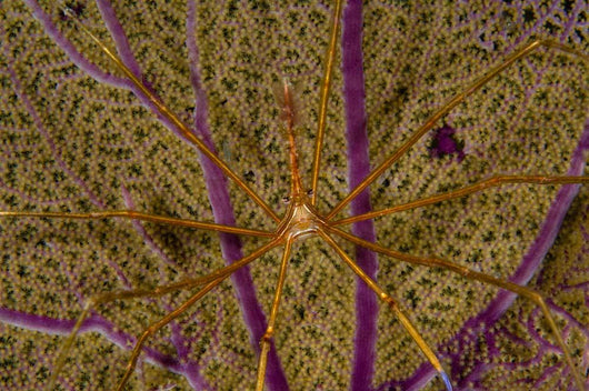 Arrow Crab Sea Fan Wall Decal