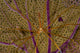 Arrow Crab Sea Fan Wall Decal