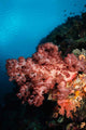Soft Coral Seascape Indonesia Wall Decal Design 3