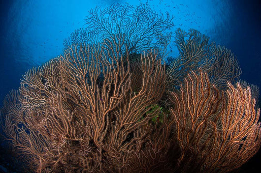 Sea Fan Seascape Belize Wall Decal Design 1