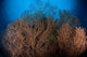 Sea Fan Seascape Belize Wall Decal Design 1