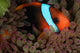 Anemonefish Purple Tip Anemone Wall Decal