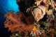 Soft Coral Seascape Indonesia Wall Decal Design 2