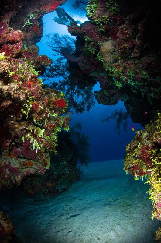 Underwater Crevice through Coral Wall Decal