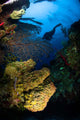 Diver Swims over Reef Wall Decal
