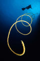 Diver Swims above Whip Wall Decal