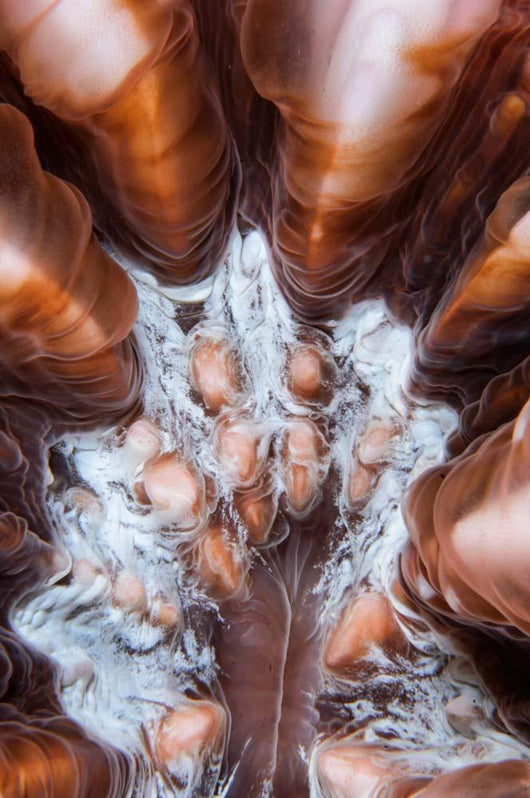 Extreme Close-up Showing Detail Wall Decal