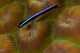 Close-up Goby Coral Belize Wall Decal