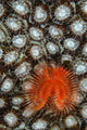 Christmas Tree Worm Coral Wall Decal