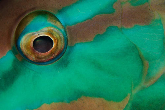 Close-up Parrotfish Eye Belize Wall Decal