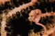 Pygmy Seahorse Indonesia Wall Decal Design 1