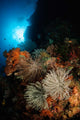 Seascape Crinoids Indonesia Wall Decal