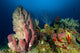 Coral Reef and Sponges Wall Decal
