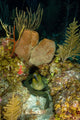 Moray Eel Belize Wall Decal