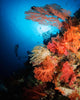 Diver Swims Soft Coral Wall Decal