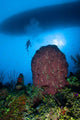 Diver and Barrel Sponge Wall Decal