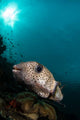 Wide-angle Image Pufferfish Raja Wall Decal