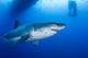Male Great White Shark Wall Decal Design 5