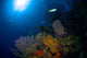 Coral and Sponge Reef Wall Decal Design 1
