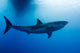 Male Great White Shark Wall Decal Design 2