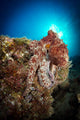 Octopus Posing Reef La Wall Decal
