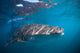 Whale Shark La Paz Wall Decal