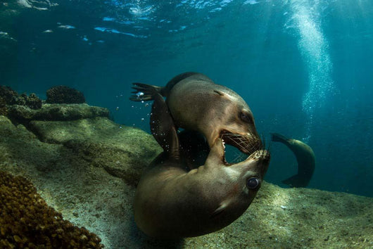 Pair Playful Sea Lions Wall Decal