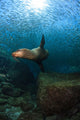 Sea Lion Chasing School Wall Decal