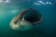 Feeding Whale Shark La Wall Decal
