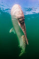 Whale Shark La Paz Wall Decal