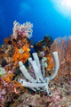 Tube Sponge Coral Reef Wall Decal