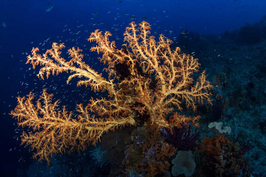 Yellow Sea Fan Raja Wall Decal Design 3
