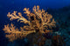 Yellow Sea Fan Raja Wall Decal Design 3