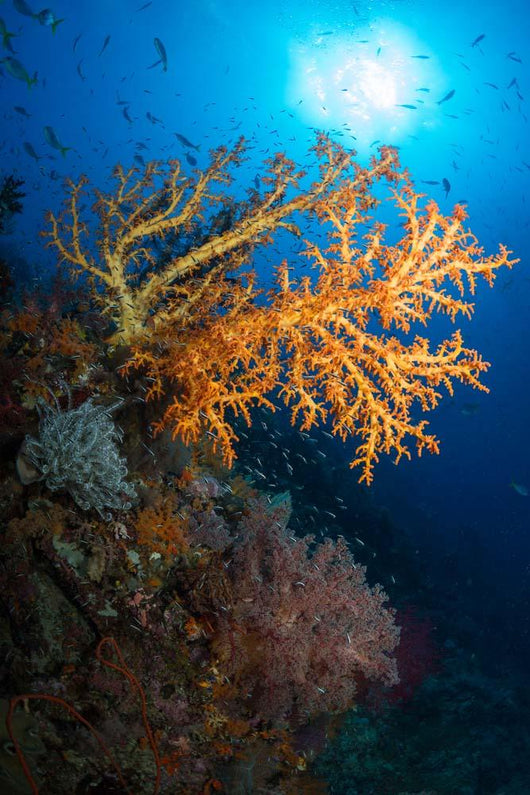 Yellow Sea Fan Raja Wall Decal Design 2